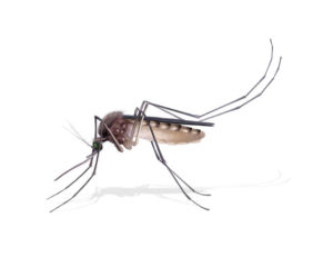35766266 - digital illustration of a female mosquito