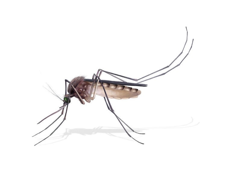 Mosquito Control Pest Technologies