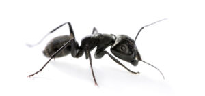 36237825 - carpenter ant, camponotus vagus